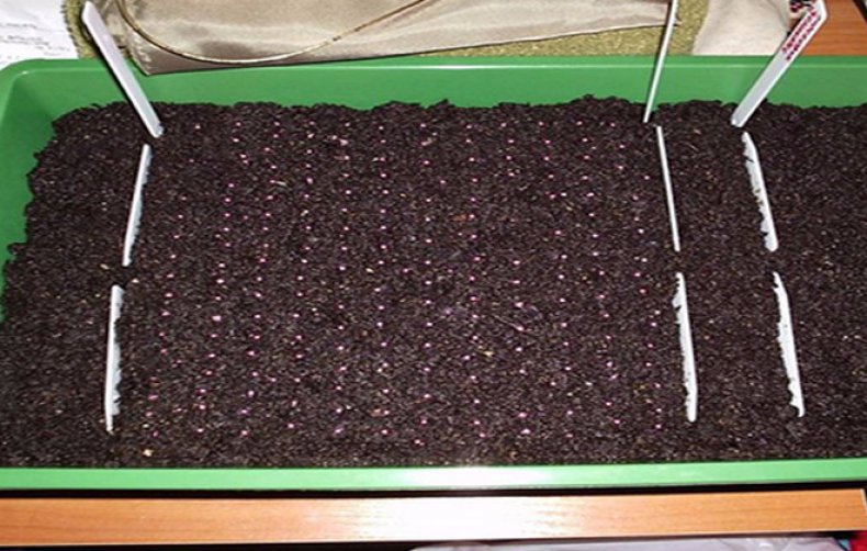 Выращивание малины из семян в домашних условиях: поясняем вопрос