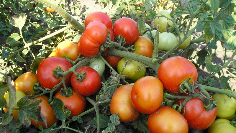 О томате русский богатырь: описание сорта, характеристики помидоров, посев