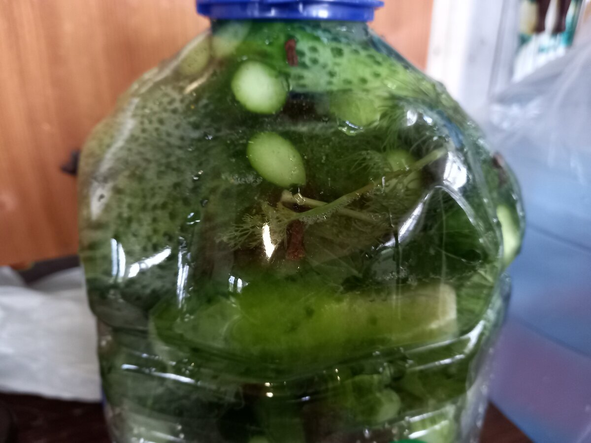 Выращивание огурцов в пластиковых 5 литровых бутылках: посадка и уход + видео