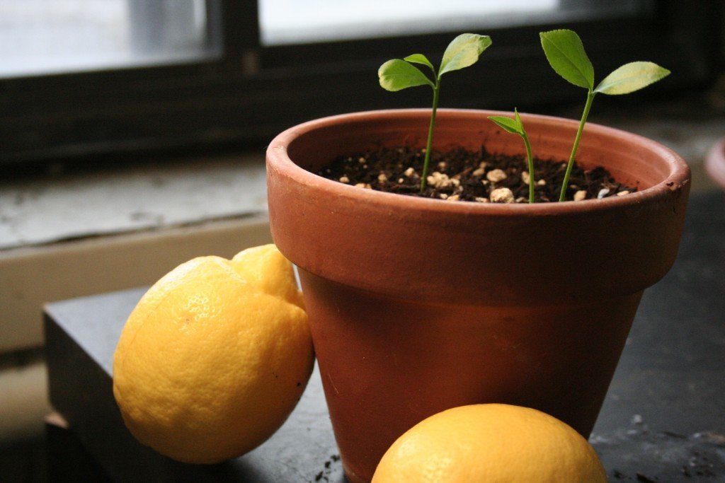 Как вырастить лимон из косточки в домашних условиях с плодами