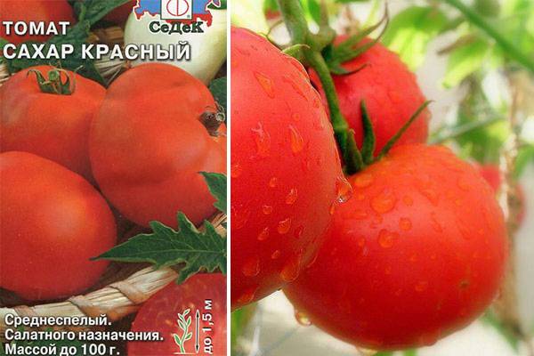 Описание и характеристики сорта томатов белый налив, урожайность и выращивание