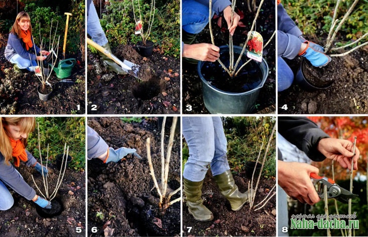 Как посадить смородину осенью саженцами и черенками: сроки и правила – 4 сезона огородника