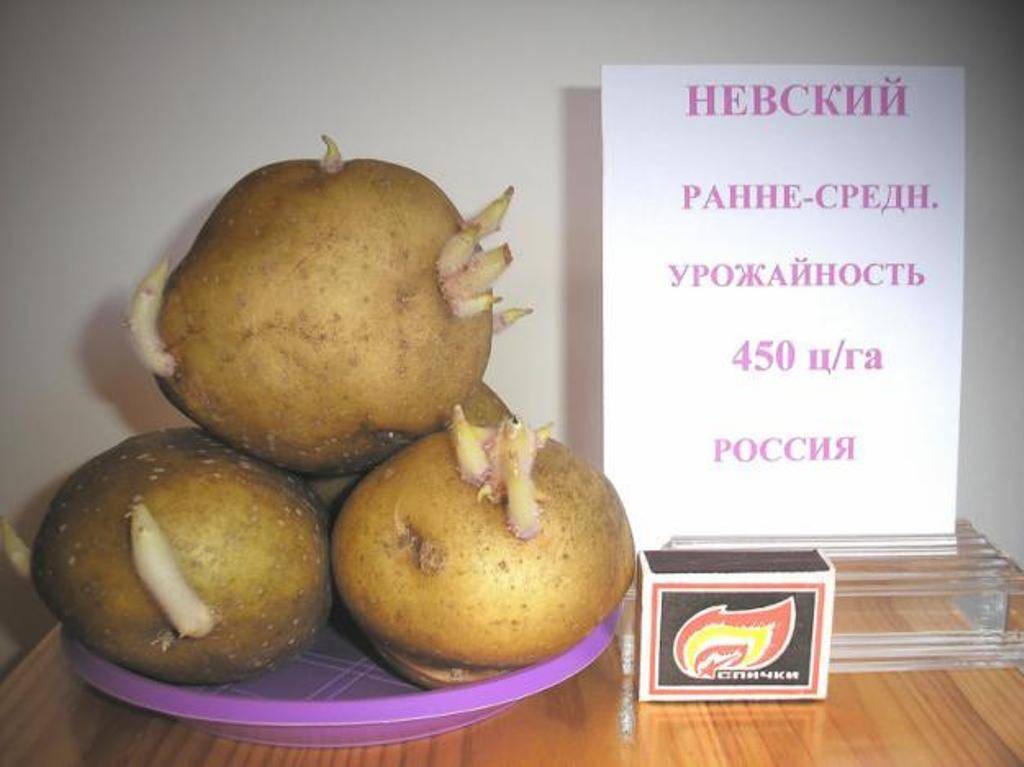Характеристика картофеля сорта невский - мыдачники