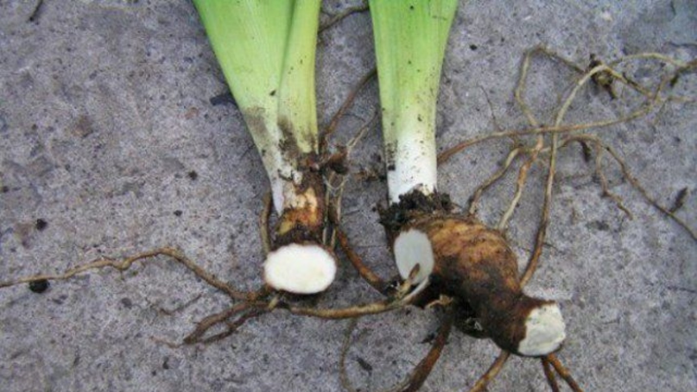 Выращивание хвойника араукарии дома: уход, размножение, болезни и вредители