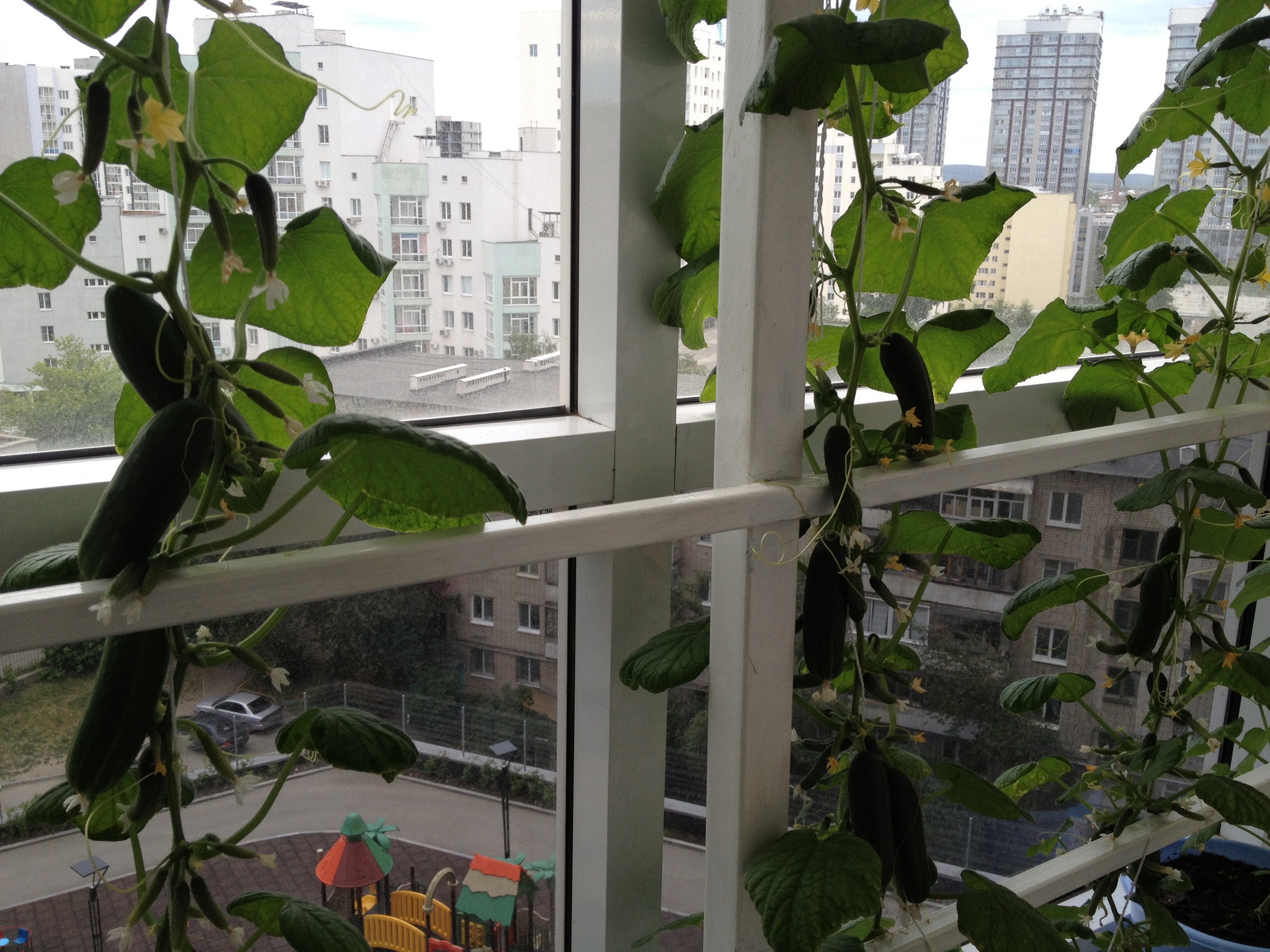 Огурец окошко выращивание на окне