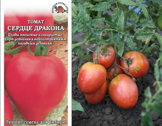 Лучшие сорта томатов для юга россии в открытом грунте - про сорта