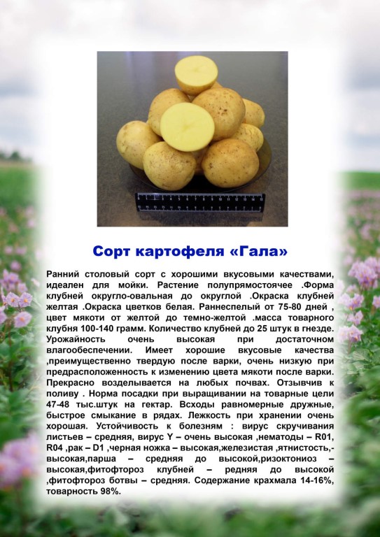 Описание сорта картофеля сказка, особенности выращивания и ухода