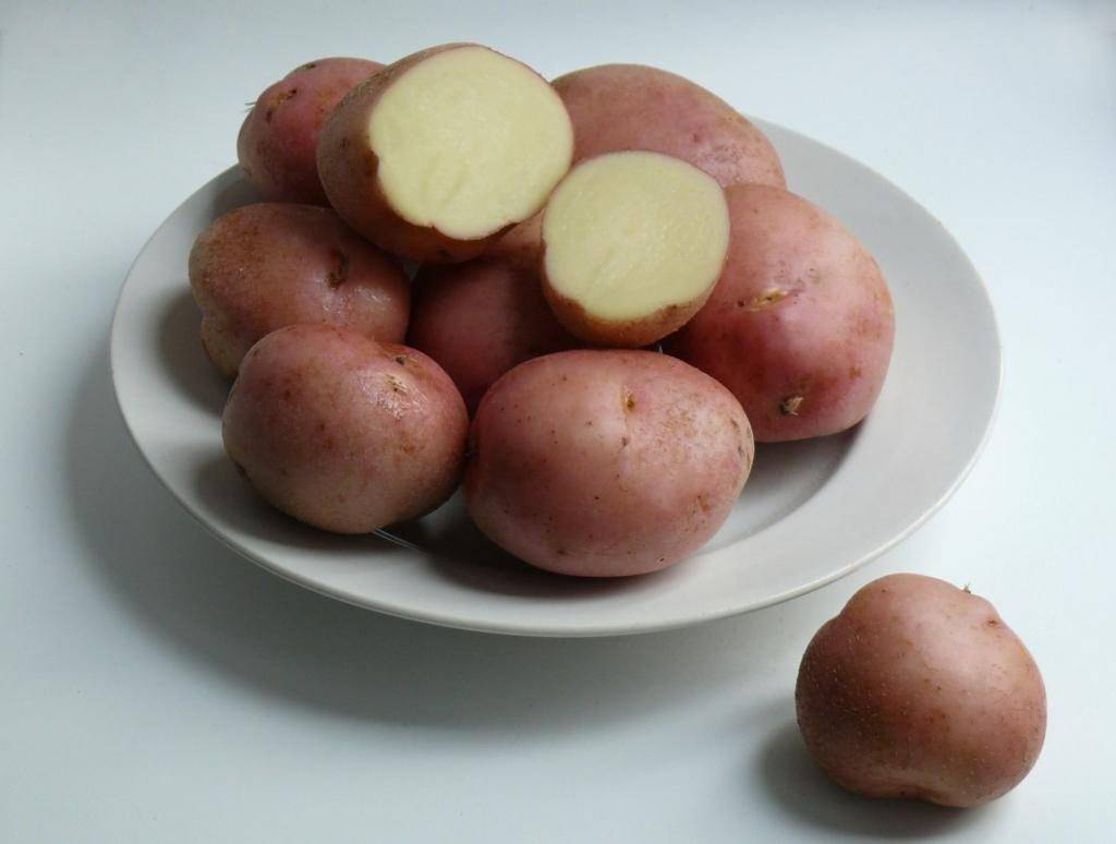 Сорт картофеля романо: характеристика, описание и фото, выращивание и уход, болезни и вредители, сбор урожая