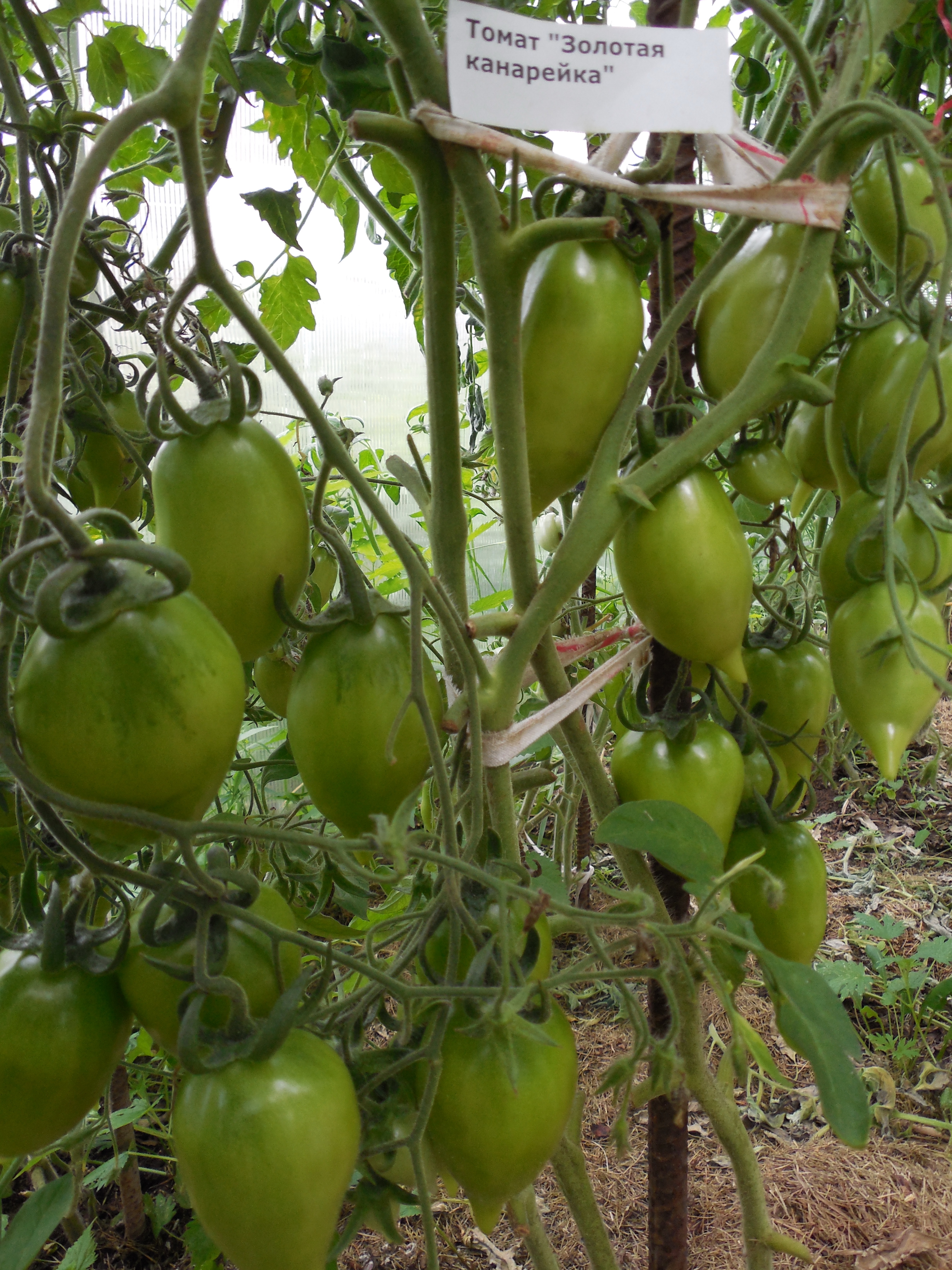 Сорт томатов "золотая канарейка": преимущества и агротехника - новости, статьи и обзоры