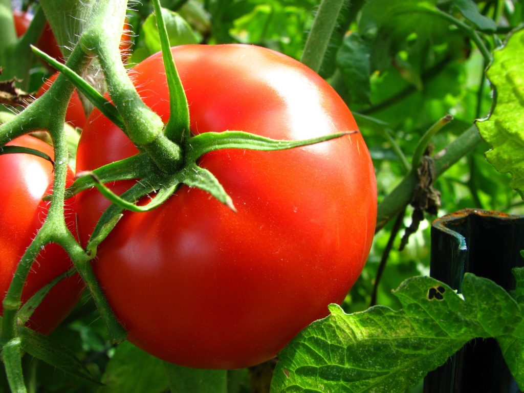 Описание лучших и урожайных сортов томатов для северных районов