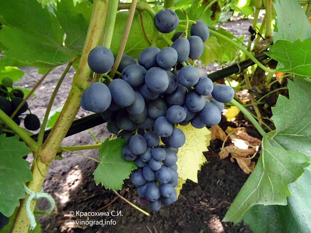 Сорт винограда вэлиант фото и описание отзывы