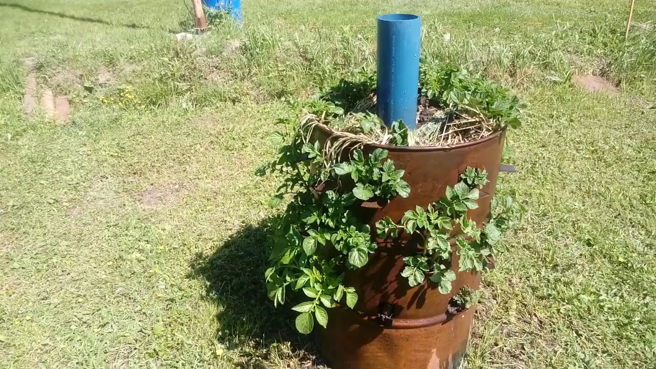 Необычные способы посадки картофеля или как вырастить картошку в бочке на supersadovnik.ru