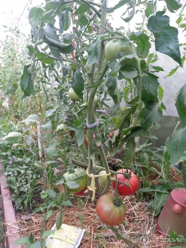 Сорт томатов чудо земли - описание и характеристика, фото