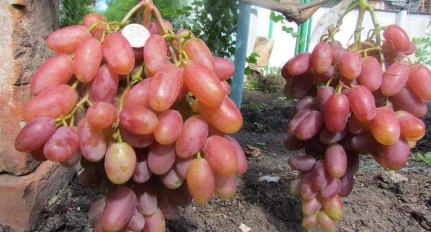 Описание винограда «юбилей новочеркасска» и обзор отзывов о его выращивании