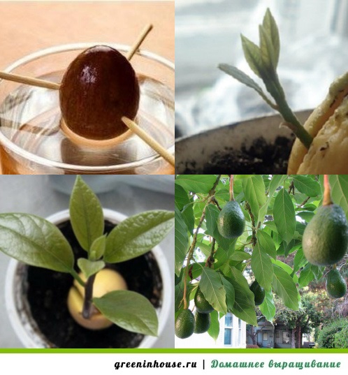 Как вырастить авокадо из косточки в домашних условиях: пошаговая инструкция с фото и видео