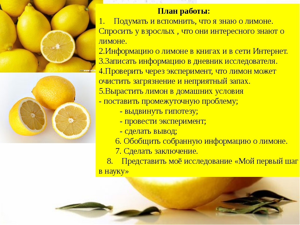 Лимонник китайский - пользаи вред - рецепт настйки лимонника - фото