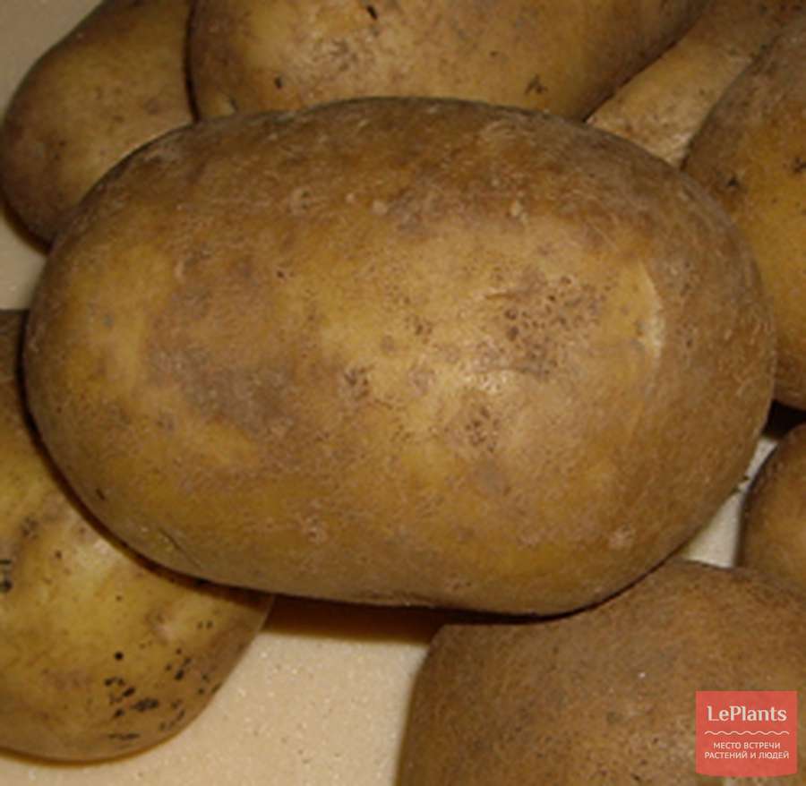 Картофель ласунок: описание и характеристика сорта, особенности выращивания, отзывы