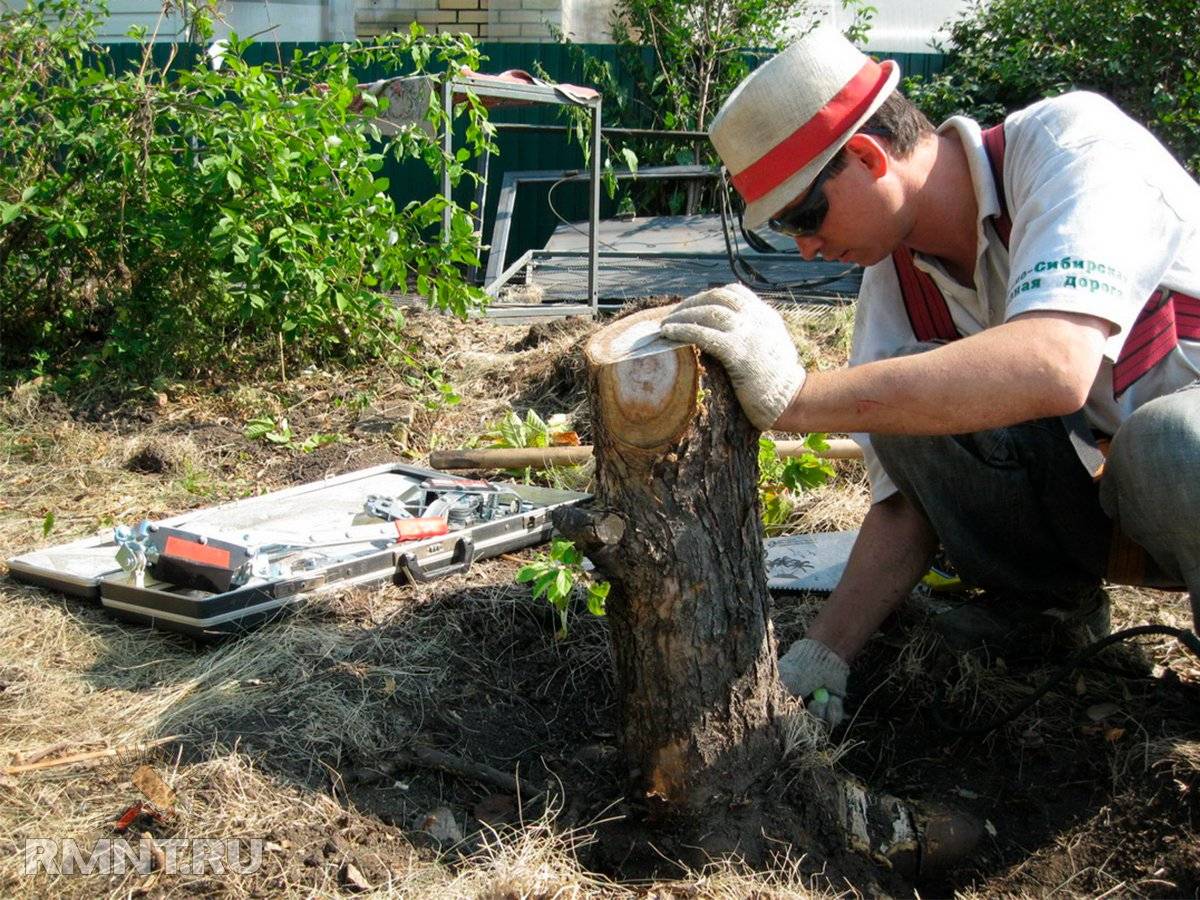 Как можно выкорчевать деревья на дачном участке? — dizainlandshafta.ru