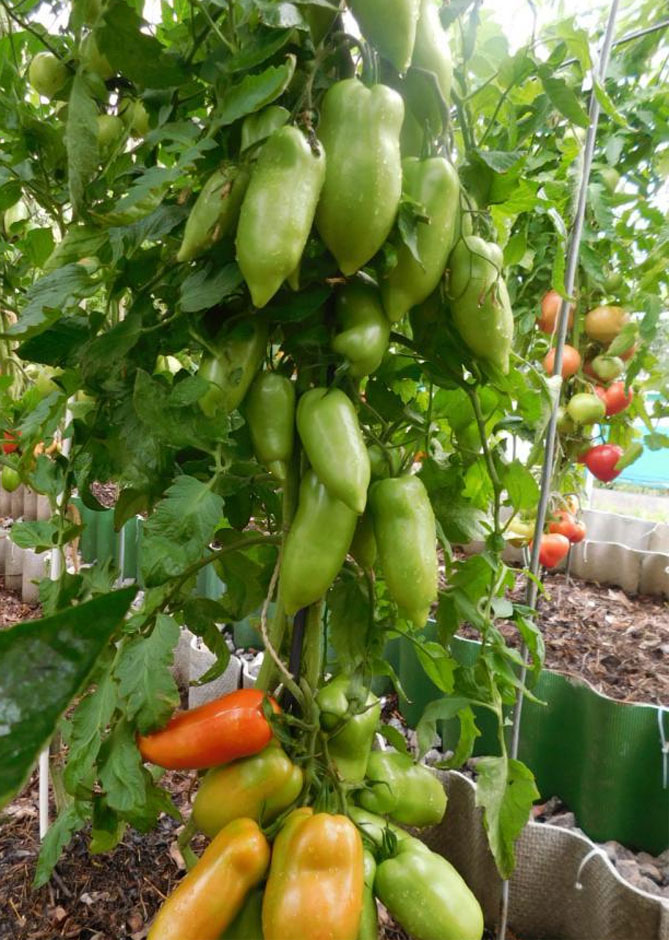 Французский гибрид томат корнабель: характеристика и описание сорта