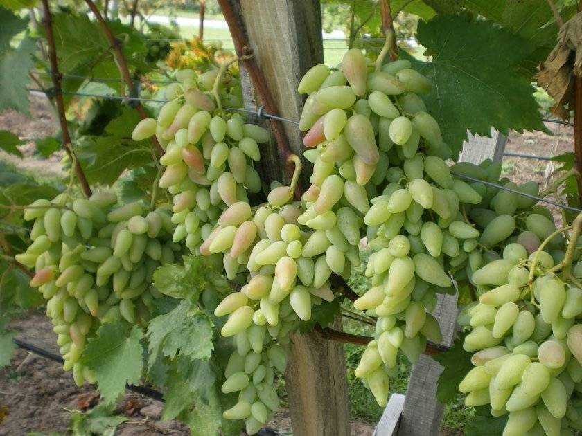 Как вырастить виноград - правила выращивания в открытом грунте, посадка и уход, инструкции для новичков
