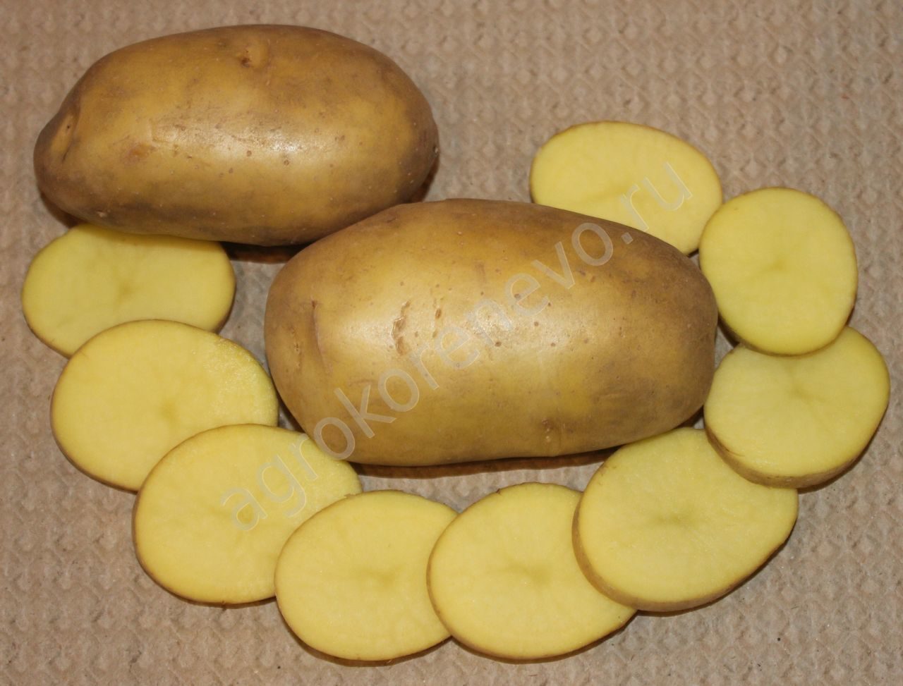 Картофель лилли: описание сорта, фото, отзывы о вкусовых качествах и характеристика урожайности, особенности посадки и выращивания