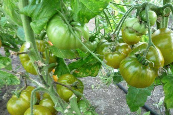 Описание индетерминантного сорта томата Киви и особенности выращивания