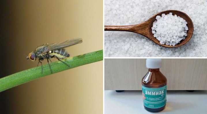 Чем обработать лук от луковой мухи: рейтинг работающих рецептов дачников