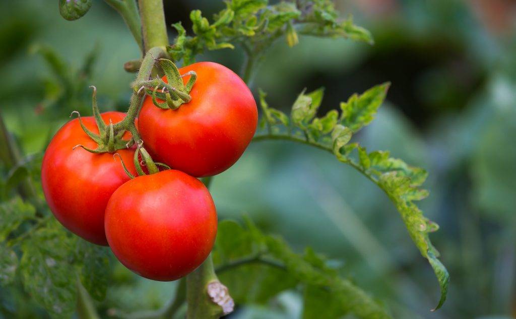 Сорт помидор малиновый рассвет фото и описание