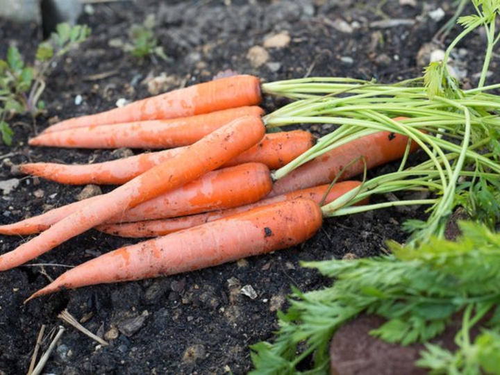 Почему кучерявится морковь и что делать, народные средства и методы
