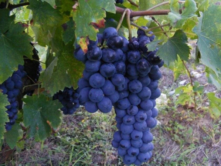 Описание и характеристика винограда сорта Восторг, посадка и выращивание