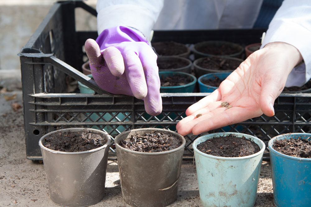 Когда сажать базилик на рассаду: сроки и особенности выращивания – дачные дела