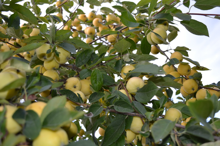 Сорт яблони уральское наливное: описание, фото