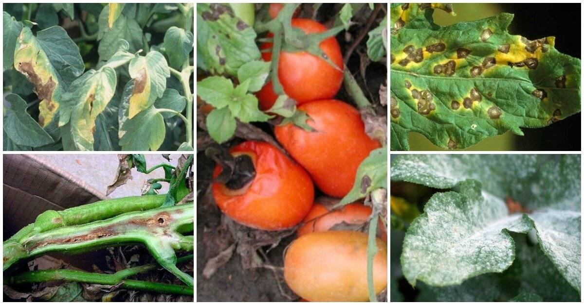 Помидоры: фото болезней и вредителей, лечение болезней томатов и борьба с вредителями