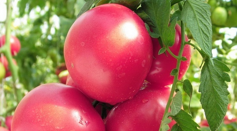 Томат "мажор" f1: описание, его характеристика, фото, а также особенности выращивания помидоры "мажор" русский фермер
