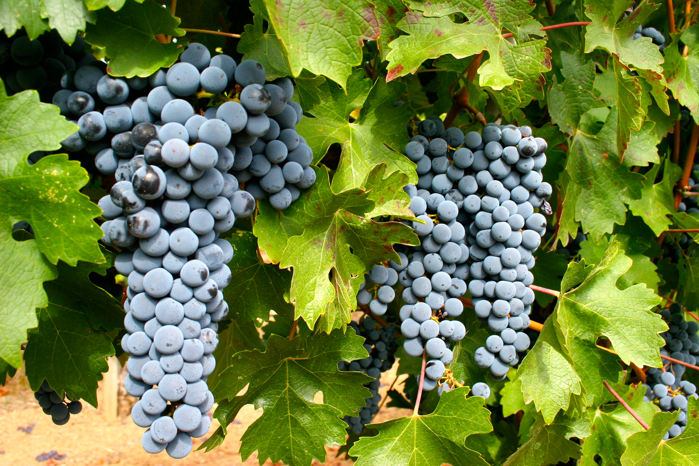 Виноград кристалл: описание сорта с характеристикой и отзывами, особенности посадки и выращивания, фото