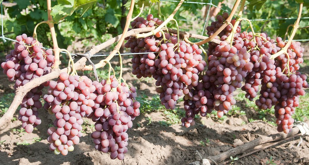 Как размножить виноград: черенками, прикапыванием лозы и другими основными способами, советы для начинающих