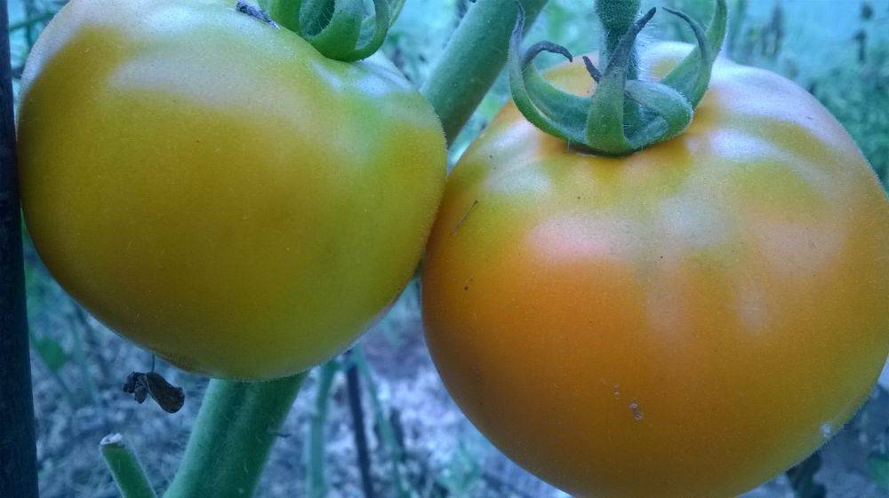 Лонг кипер томат как хранить