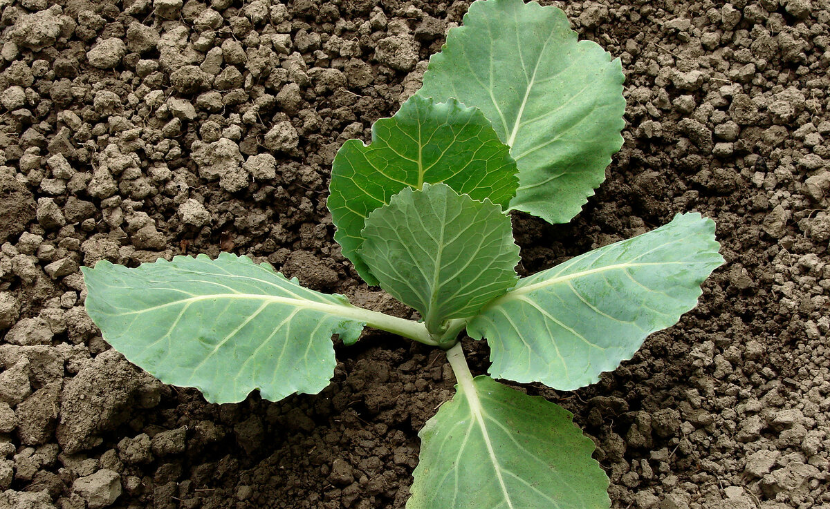 Правила выращивания и выбор сортов ранней капусты