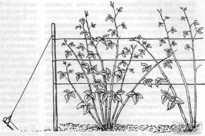 Садовая ежевика: посадка и уход, выращивание, размножение, обрезка