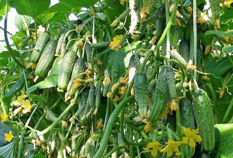 Сорта пучковых огурцов для теплиц самые урожайные и самоопыляемые