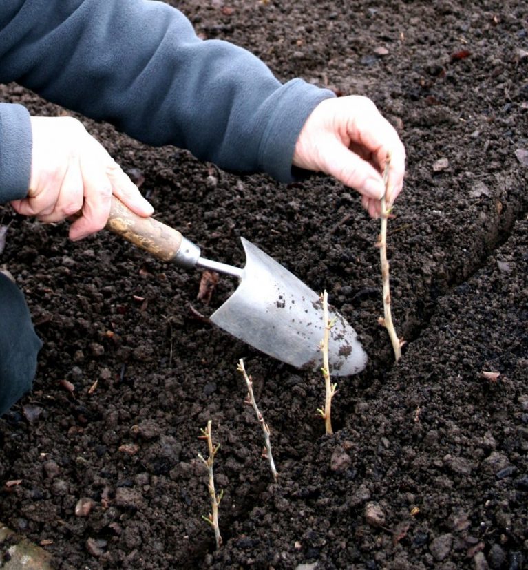 Как посадить грушу весной и осенью: сроки и правила посадки саженца