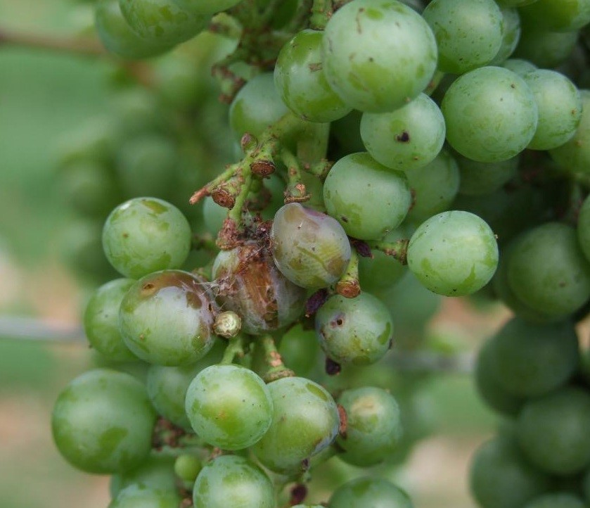 Борьба с листоверткой на винограде - мыдачники