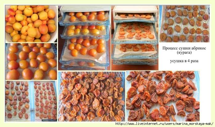 Как правильно хранить в домашних условиях сушеные абрикосы