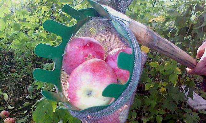 Как и когда собирать яблоки: приспособление своими руками