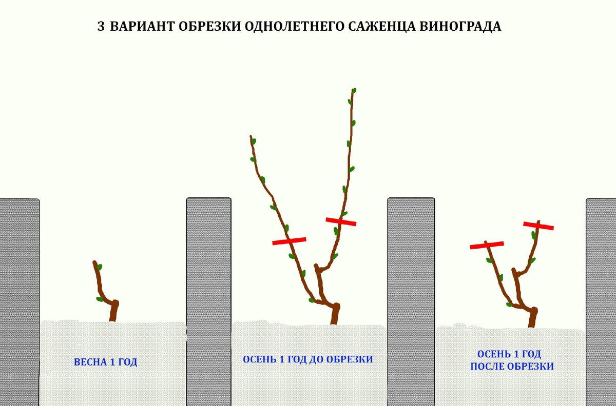 Обрезка старого винограда осенью для начинающих в картинках пошагово