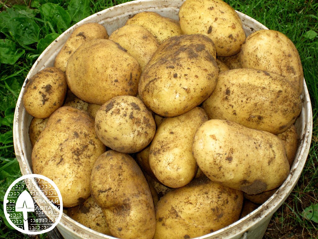 Как правильно выращивать картофель сорта адретта