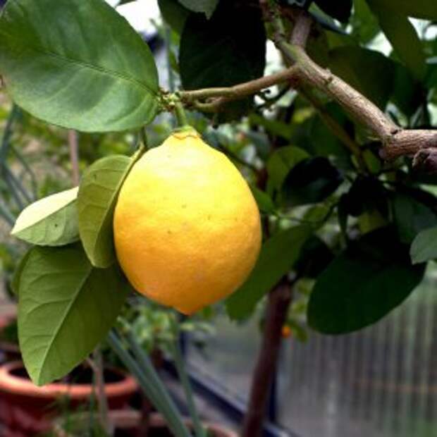Гибрид лимона как называется. Лимон гибрид. Узбекский лимон дерево. Плодоношение лимона. Плодоносный домашний лимон.