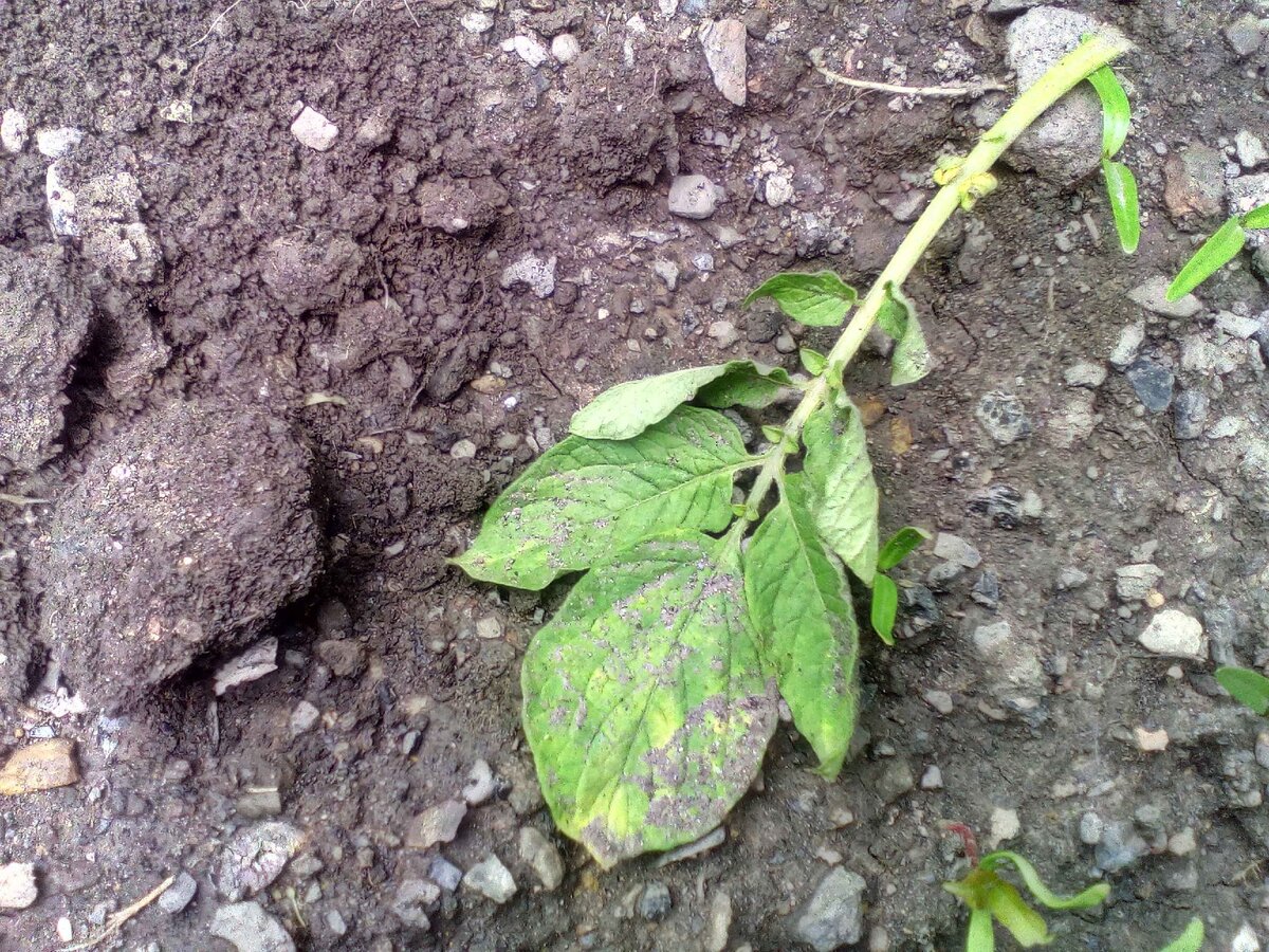 Почему желтеет ботва картофеля | сад и огород