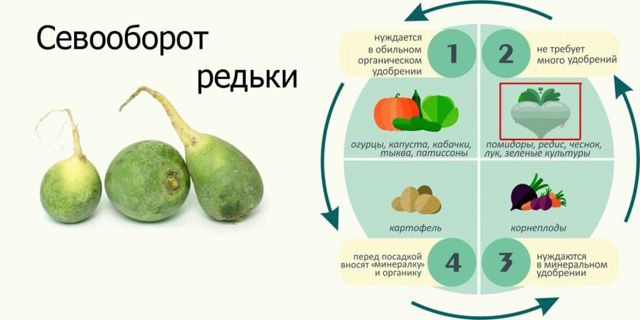 Посадка редьки семенами в открытый грунт: сроки, правила, уход в последующем