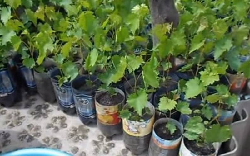 Выращиваем виноград из косточки